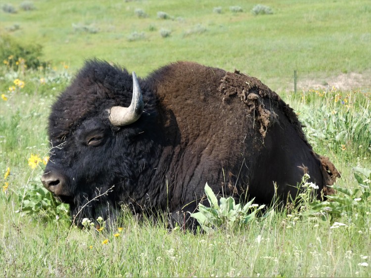 Bison resting 