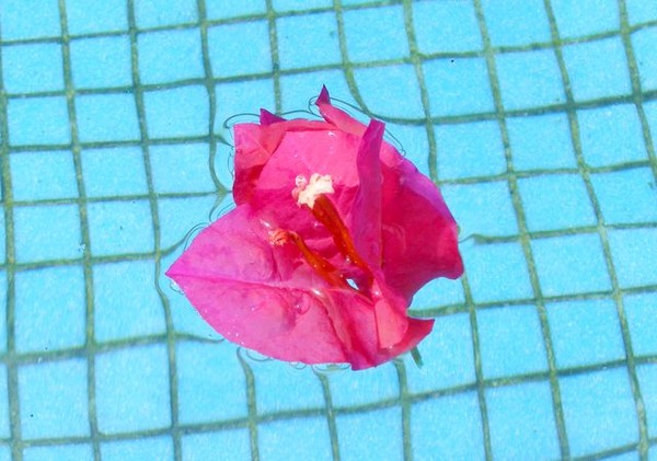 The flower in the pool