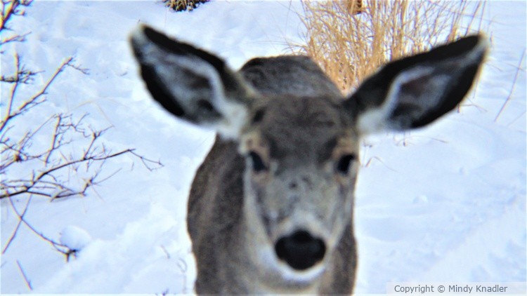 Deer close up 