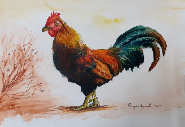 Rooster