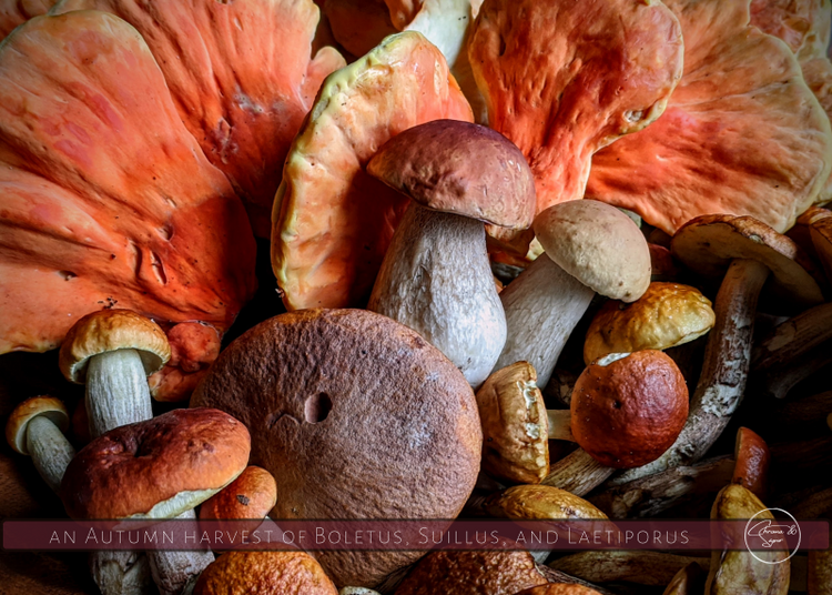 14 x10  puzzle - Autumn Harvest of Wild Mushrooms 2020