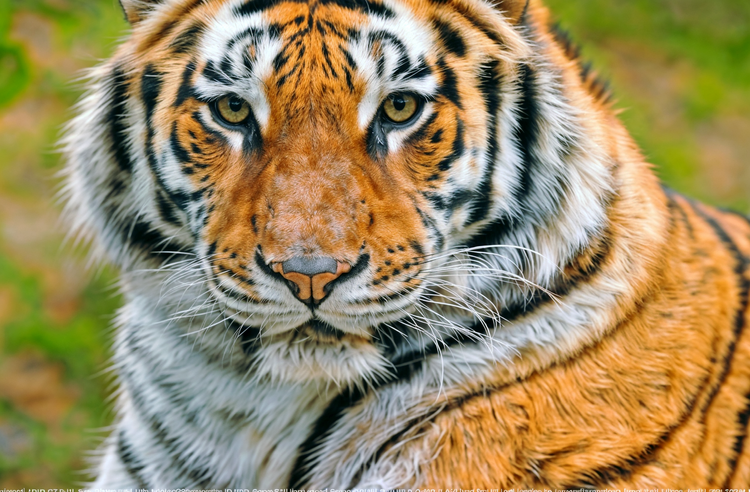 Wild animals. tiger, wildlife, nature, animals, animal world, lion, jungle, forest, beauty