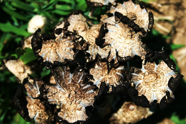 Blue-veined mushrooms