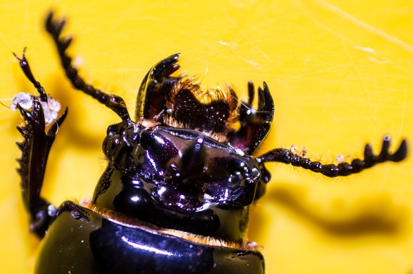 Beetle (6)