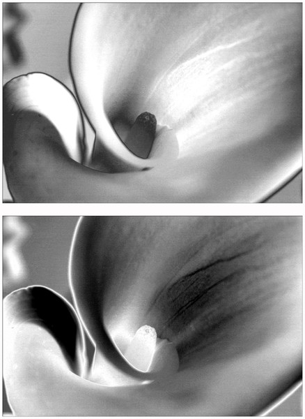 Calla Lily Diptych Solarized in Black and White