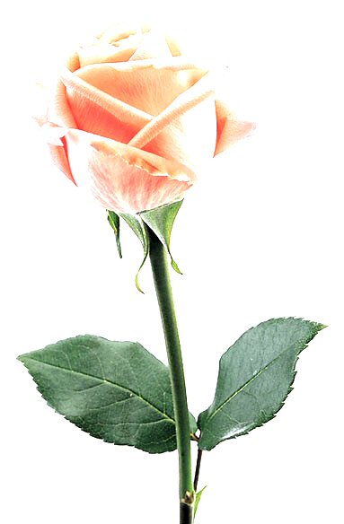 White love rose