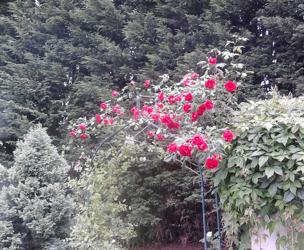 Rose Arch