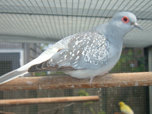 A little diamond pigeon