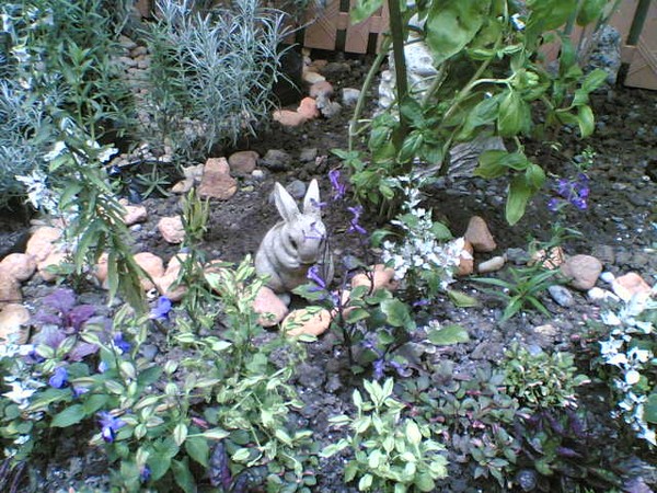 true picture of my garden