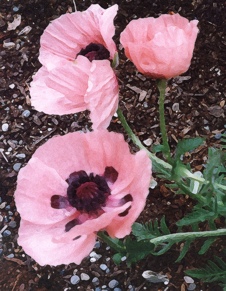 Pink Poppy II