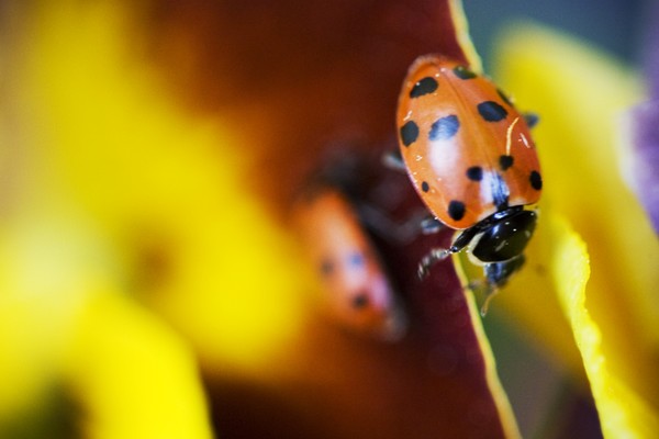 Ladybug Camouflage