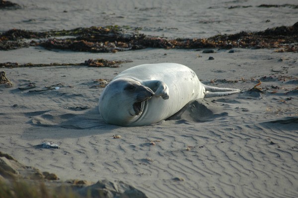 Elephant Seal