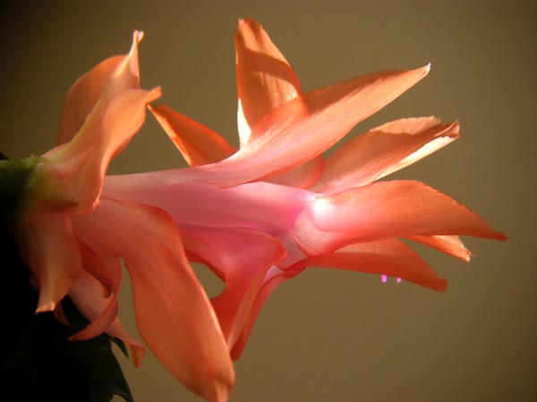 Holiday Cactus In Morning Light
