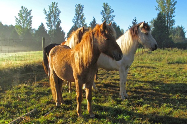 Icelandic Ponies-7539