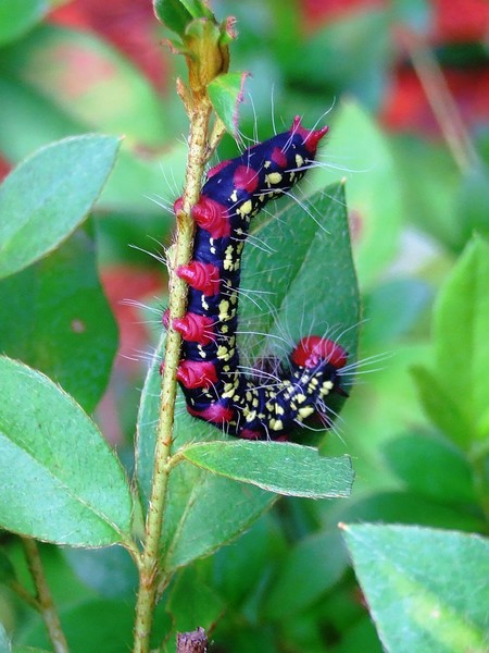 Azaela Caterpillar