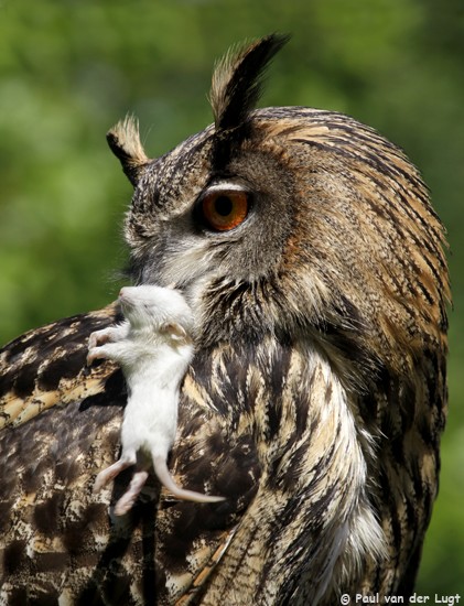 owl with (dead) mouse