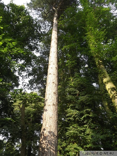 Tall Tree's