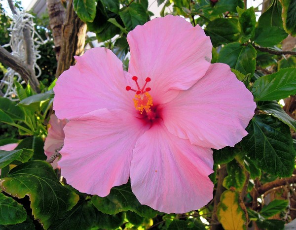 Pink Hibiscus Flower 3/28/2012