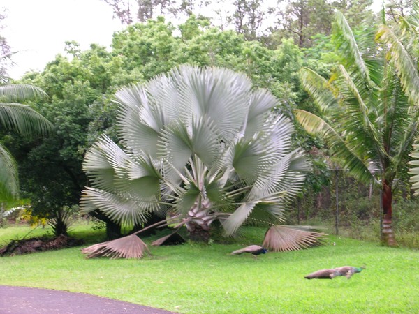 Hawaiian Palm with Peacocks