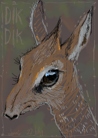 a dik-dik.