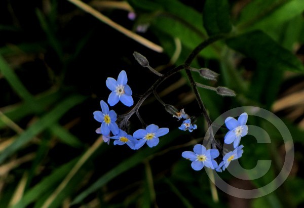 Forget-me-nots!