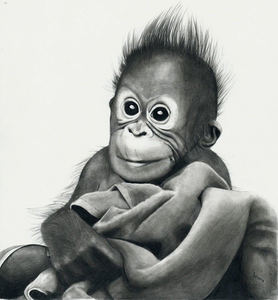 Baby Orangutan