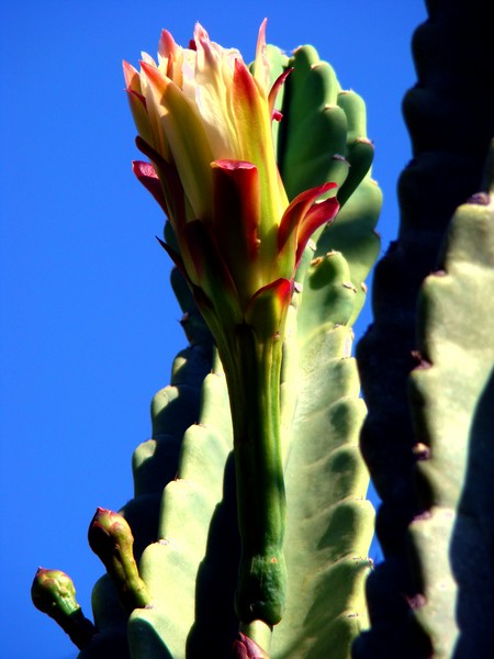 Giant cactus flower