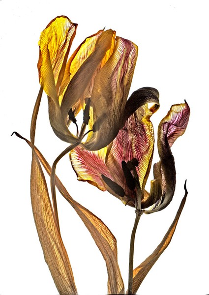 dead tulip