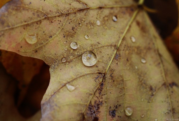 Fall Droplets