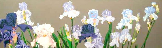 Long Group of Iris - sold