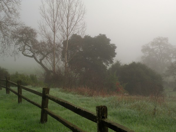 Olompoli - Morning Fog