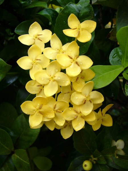 Yellow Flowers