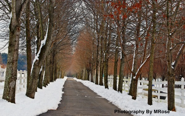 The Long Snowy Driveway