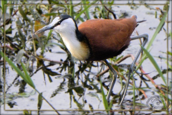 African Jacana