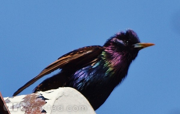 COLORFUL STARLING
