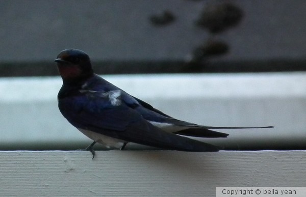 swallow, nesting in my shed