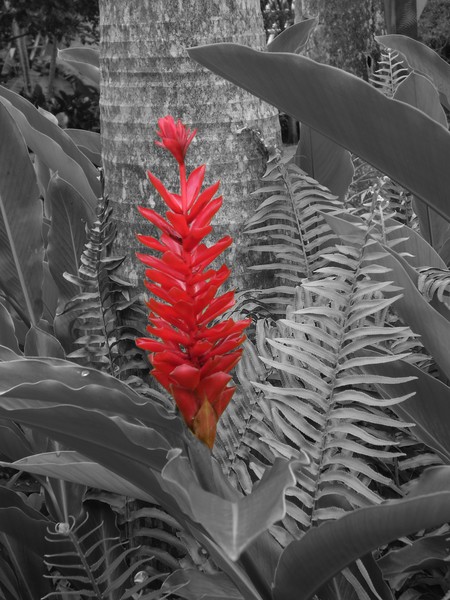 Red Ginger Alpinia