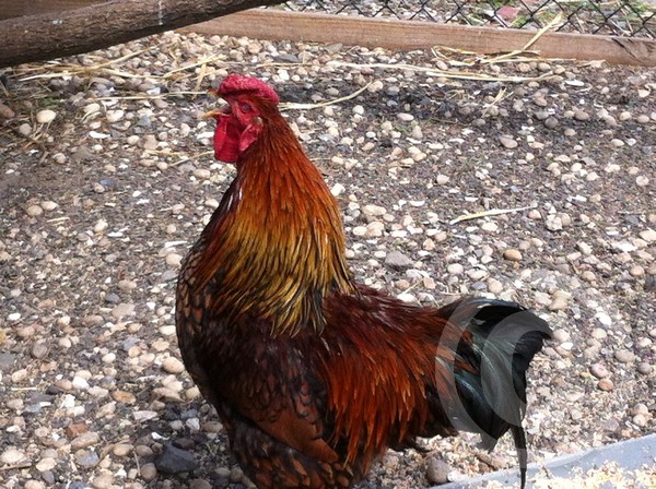 rooster