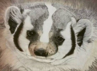 badger