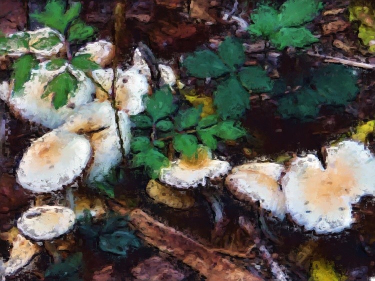 AW Pallet Knife Mushrooms 