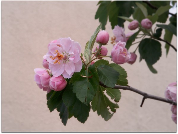 Spring in Taos