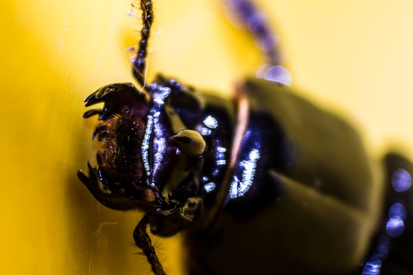 Beetle (7)
