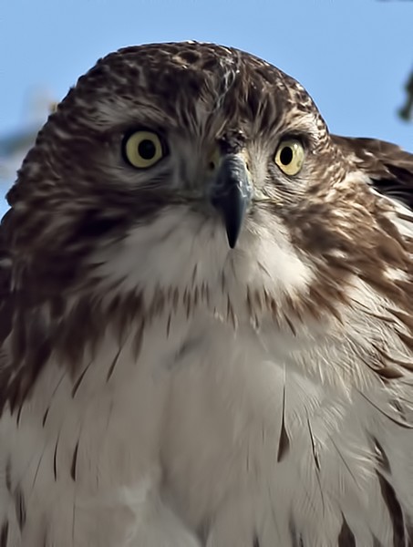 The stare of the Hawk