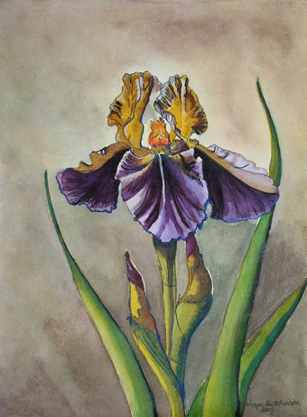 Indian Iris