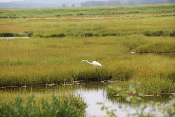 Great Egret Stalking Dinner