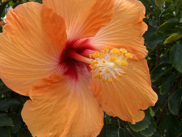 Orange Hibiscus