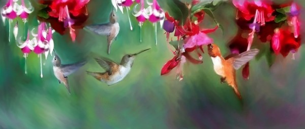 Four hummingbirds