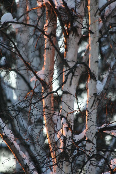 Birch on Fire