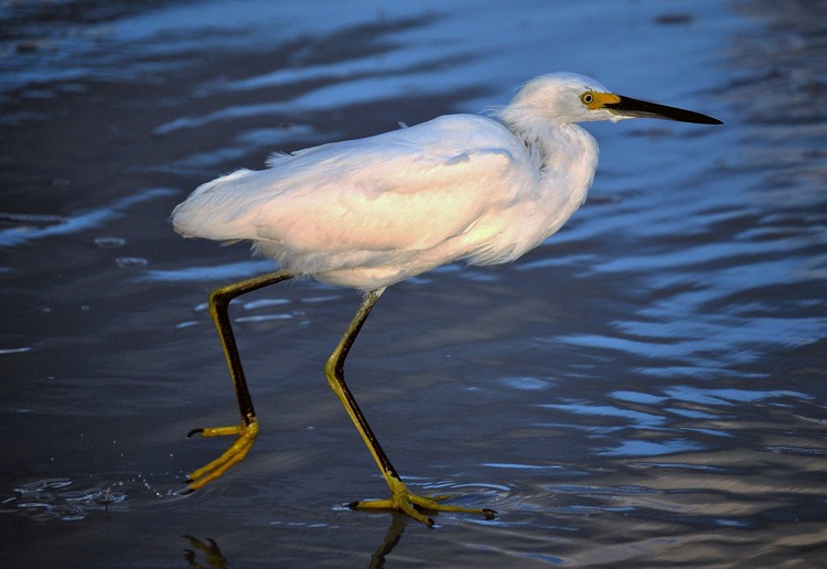 The Egret Strut