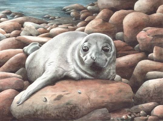 'LOST' (common seal pup).